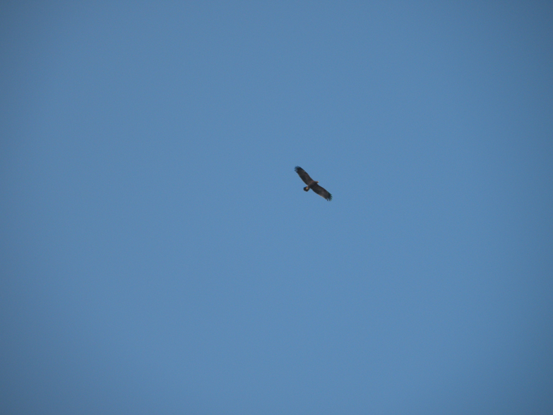 identificazione rapace